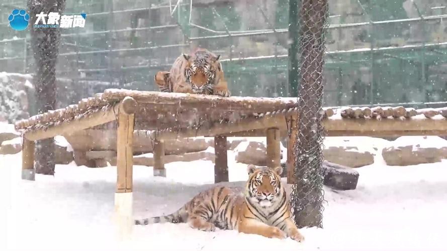 高冷东北虎变雪地“喵星人”:打滚摔跤萌翻全场 高冷东北虎变雪地“喵星人”:打滚摔跤萌翻全场